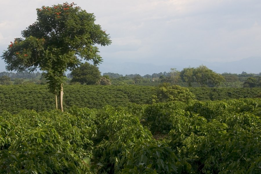 Плантации кофе в Колумбии